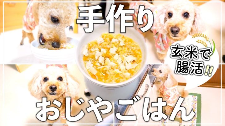 【犬の手作りご飯レシピ】簡単おじやをパクパク食べるトイプードル犬が可愛い！【作り置きOK｜トイプードルのわこ】