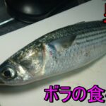【魚料理レシピ】　簡単料理　男飯　ボラの食べ方