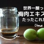 【梅しごと】梅肉エキス作りに挑戦/作り方/レシピ/料理Vlog