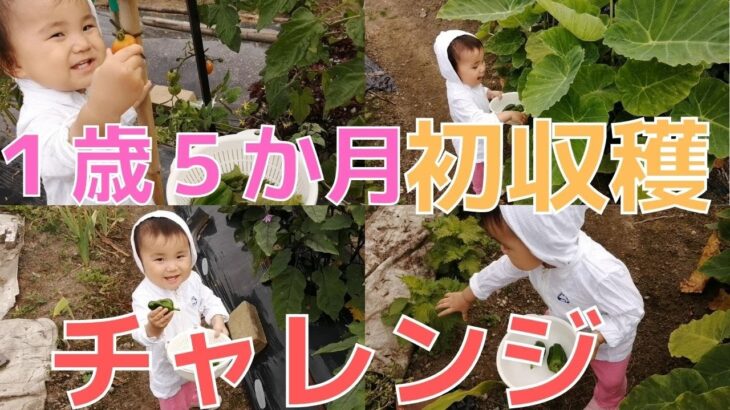 [vlog]節約家族☆1歳5ヶ月と3児主婦ママ/おもしろ野菜狩り初挑戦/家庭菜園