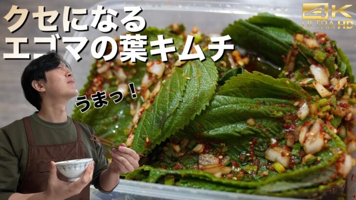 エゴマの葉キムチの作り方紹介！同時に韓国料理3品作れる！エゴマの葉キムチ / 甘辛豆腐 / チョレギサラダ