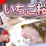 【絶品】桜餅（道明寺）の作り方｜もち米をいちごで色付け！無添加レシピ