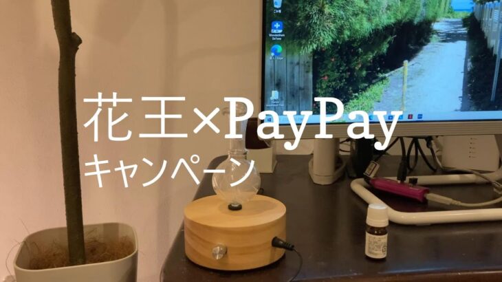 50代・節約主婦の日常/お得情報/花王×PayPayのキャンペーン/花王製品/12月1日から/最大30％還元/PayPayは自治体から還元がある地域があります。