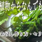 【完全版】セリ料理お浸しの作り方｜山菜・野草｜セリの採り方もわかるよ