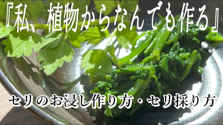 【完全版】セリ料理お浸しの作り方｜山菜・野草｜セリの採り方もわかるよ