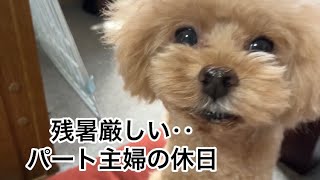 愛犬と過ごす節約パート主婦休日　【節約パート主婦の休日】