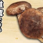 【椎茸レシピまとめ】しいたけで作る簡単おかずの作り方/椎茸レシピ/簡単おかず/作り置きおかず